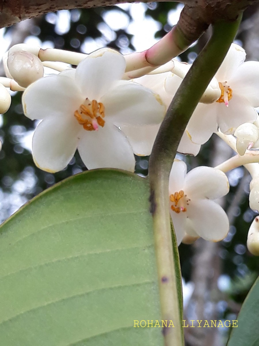 Doona macrophylla Thwaites